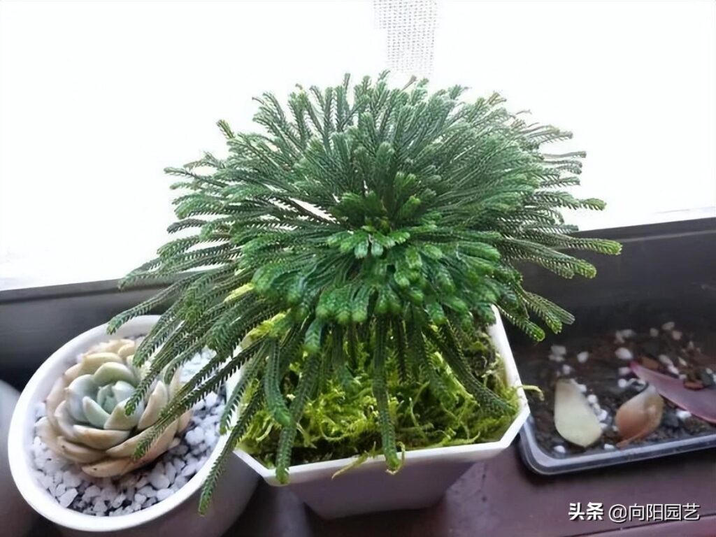 卷柏是什么植物_卷柏的特征和养护