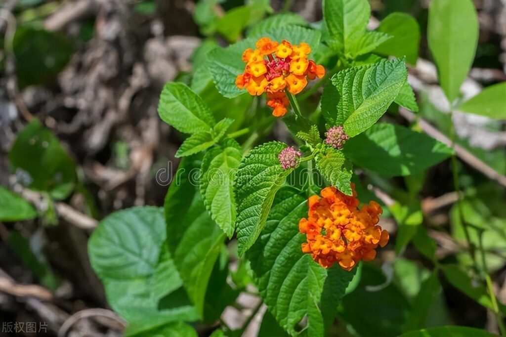 草甸鼠尾草可以食用吗_鼠尾草籽为什么被禁止