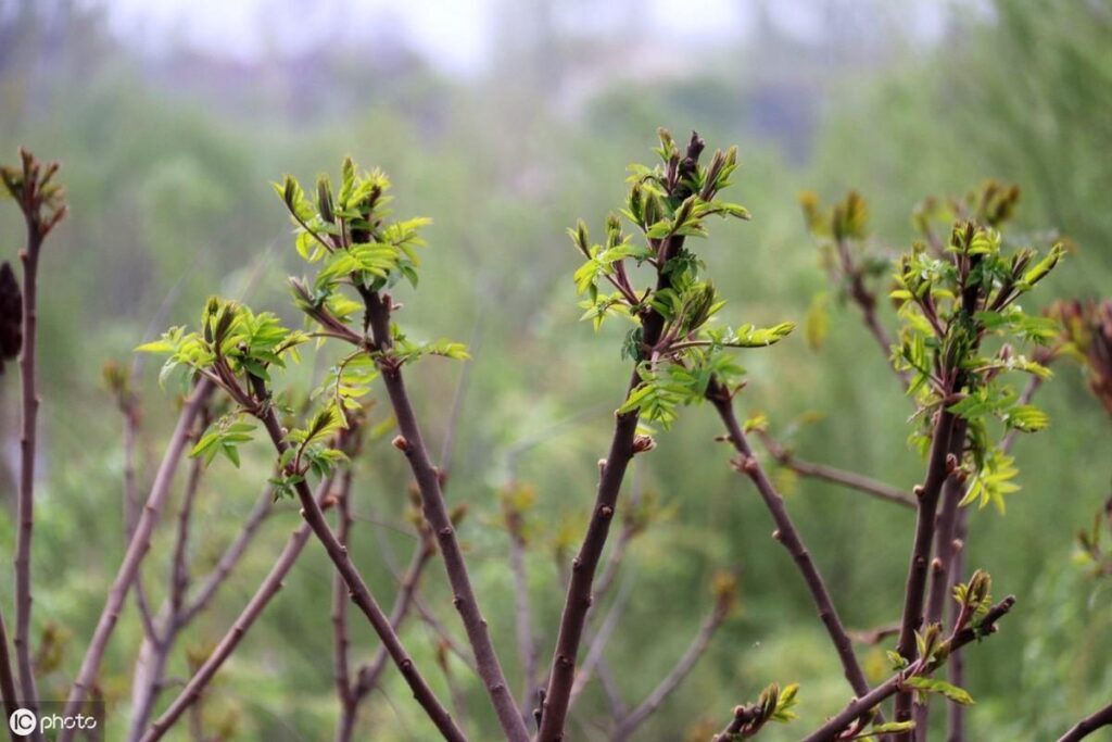 香椿怎么种植_香椿的种植方法及要点