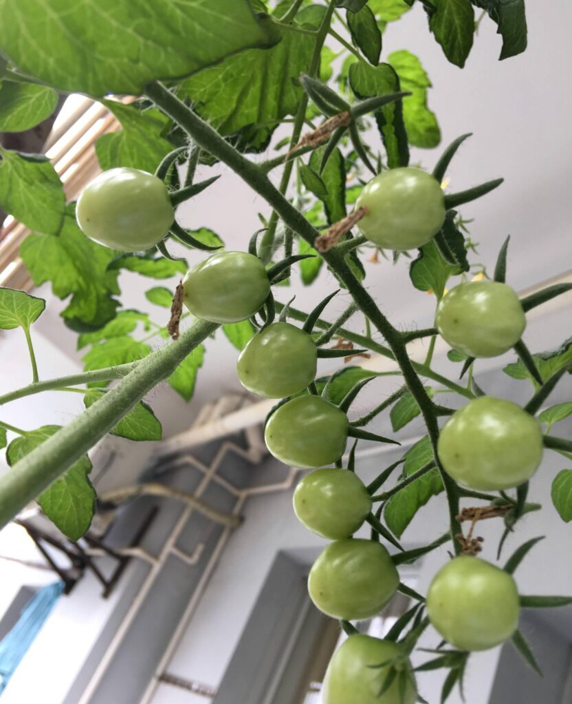 小番茄怎么种植方法_小番茄的种植方法和技巧