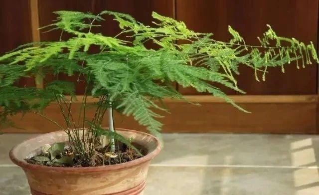 文竹叶子发黄怎么办_文竹叶子发黄的原因及解决