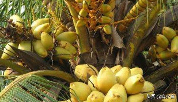 椰子是凉性还是热性水果_国内哪些地方生产椰子
