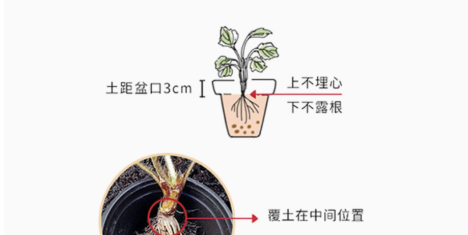 草莓怎么种植_手把手教你草莓的种植方法