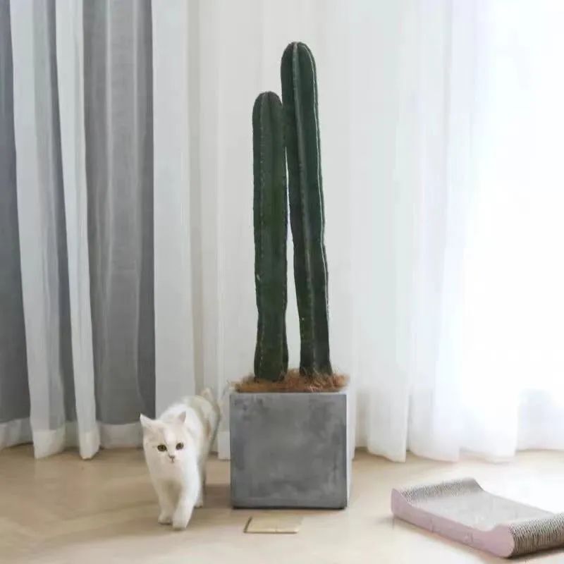 镇宅花有哪些品种_镇宅保平安的植物花卉