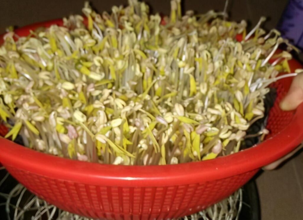 豆芽怎么发_发豆芽的制作过程