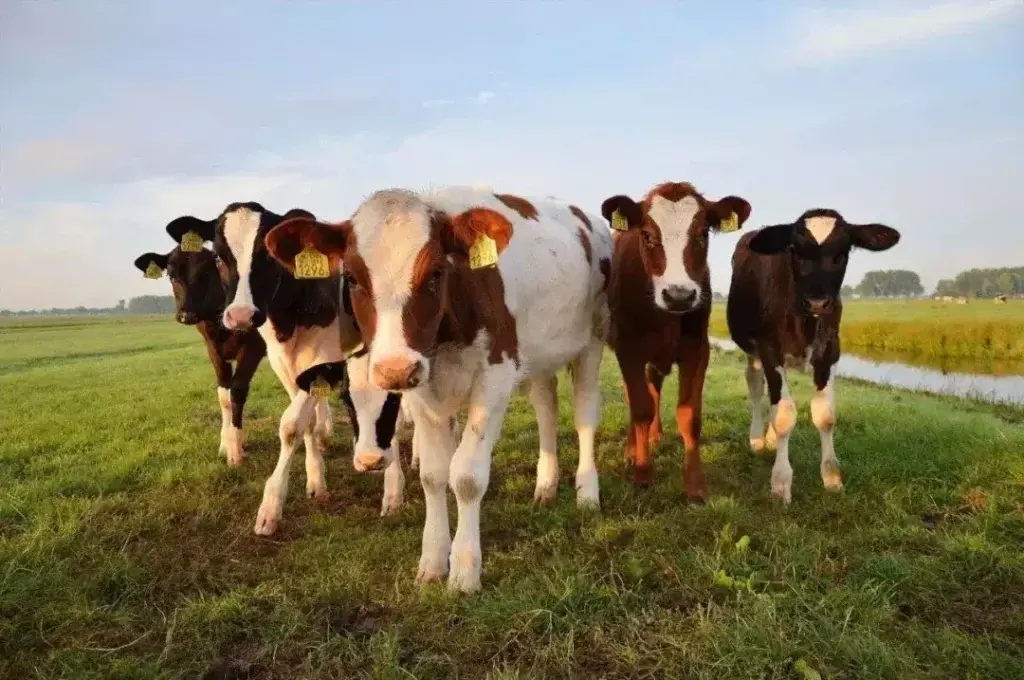 肉牛养殖技术要点有哪些_肉牛养殖的关键技术