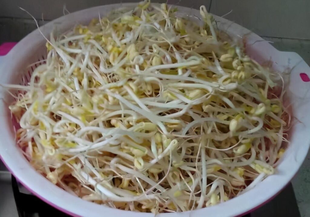 豆芽怎么发_发豆芽的制作过程