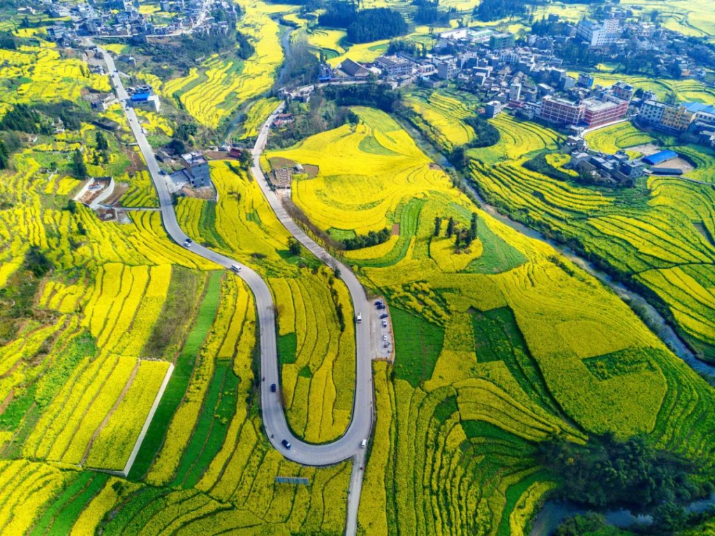 油菜花几月份开_油菜花的最佳观赏胜地