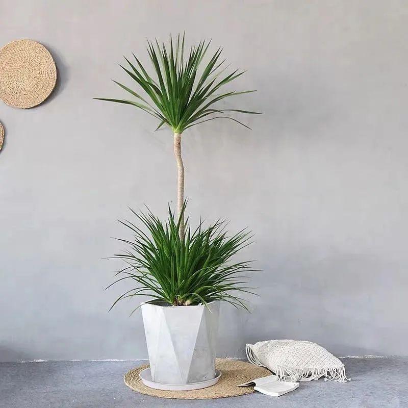 镇宅花有哪些品种_镇宅保平安的植物花卉