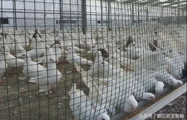 鸽子怎么养殖_鸽子的养殖技术和注意事项