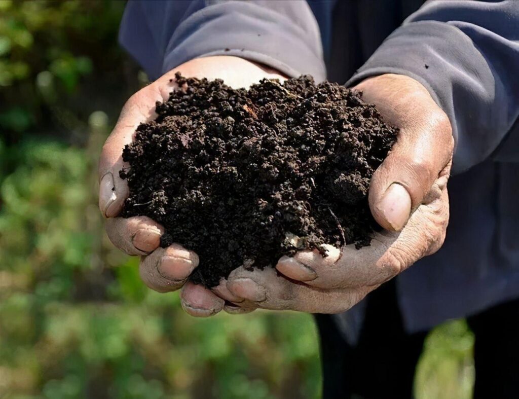 黑色的土壤是不是比较好_黑色土壤适合生长什么植物