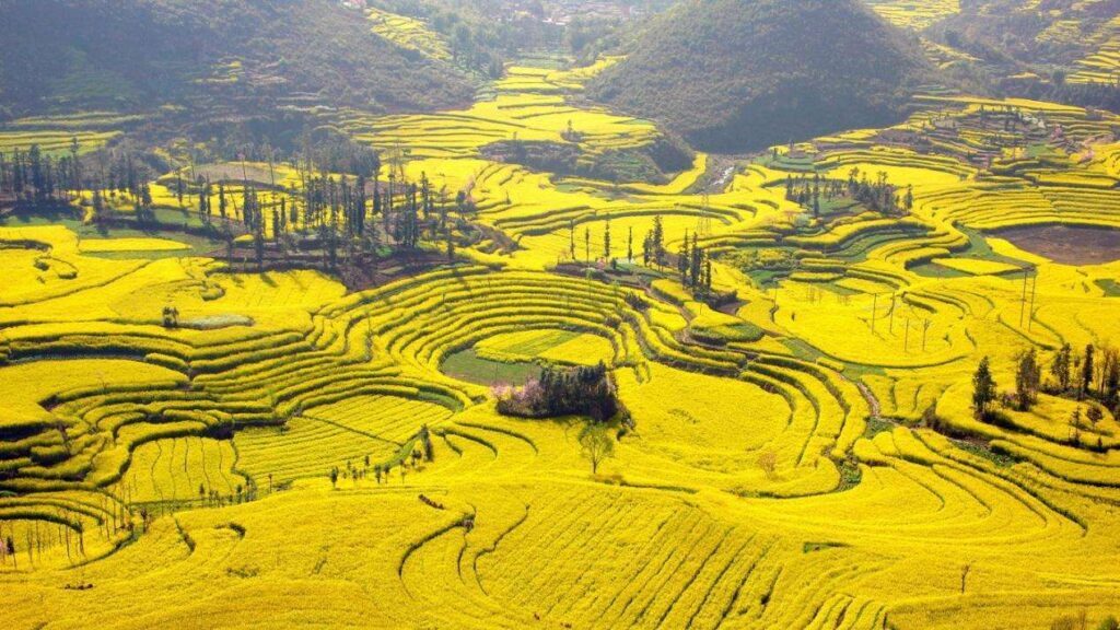 油菜花几月份开_油菜花的最佳观赏胜地