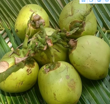 椰子的产地是海南吗_椰子的产量与收人