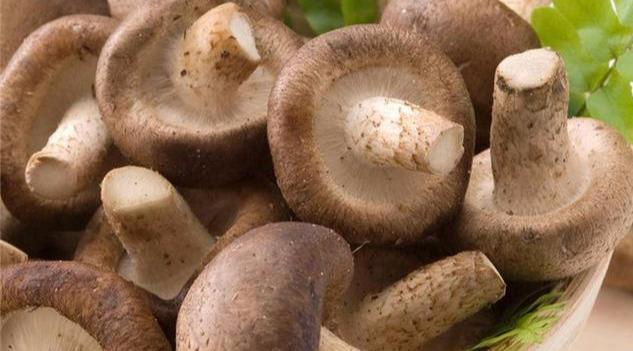 蘑菇的种类有哪些_常见的蘑菇种类你吃过吗