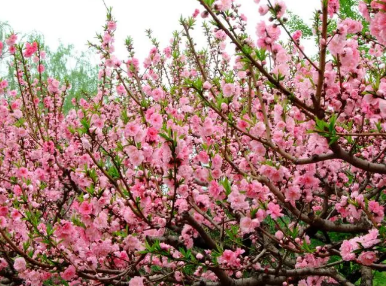 桃花是哪个季节开的_你还知道哪些花的花期