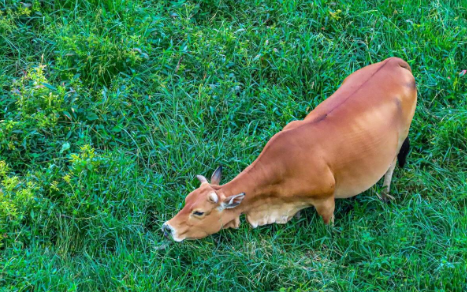肉牛养殖技术要点有哪些_肉牛养殖的关键技术