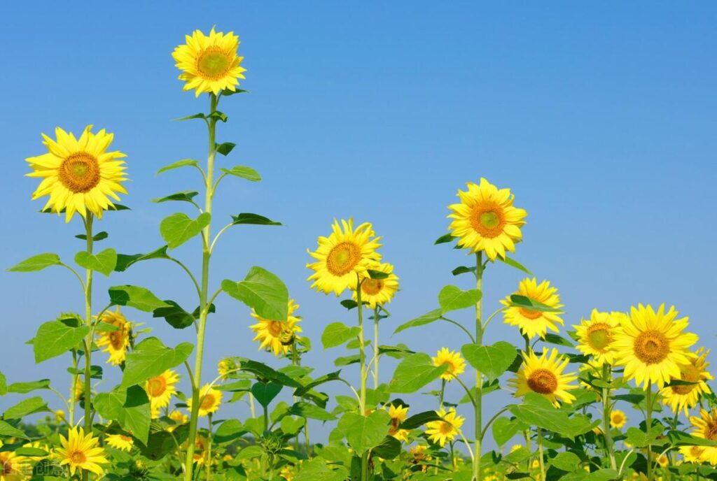 小雏菊的花语是什么_你被什么花语惊艳过