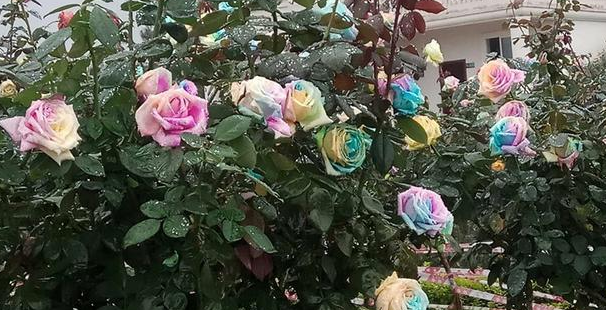 七彩玫瑰怎么养才能开花_七彩玫瑰的养殖和注意事项