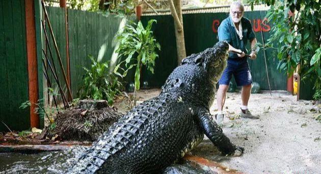 世界上最大鳄鱼有多大_世界上最大的一只鳄鱼