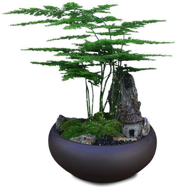 文竹花语是什么_文竹的花语及象征意义