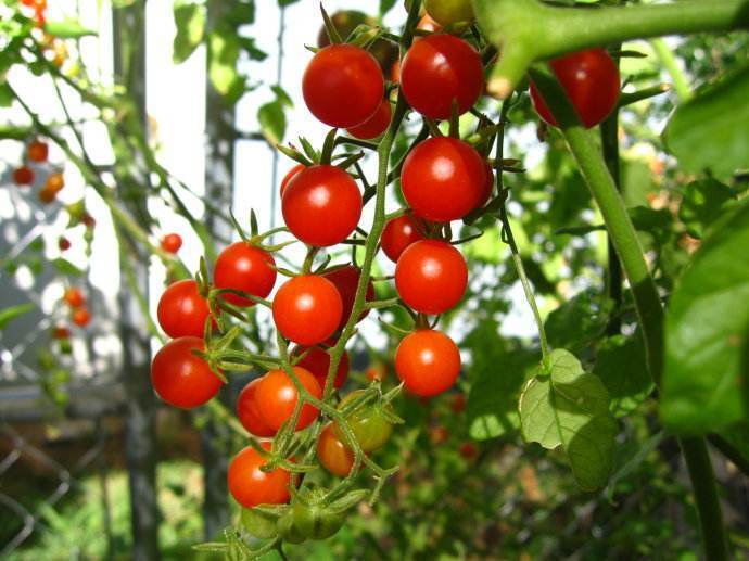 小番茄种植多久结果_小番茄种植需要搭架子吗