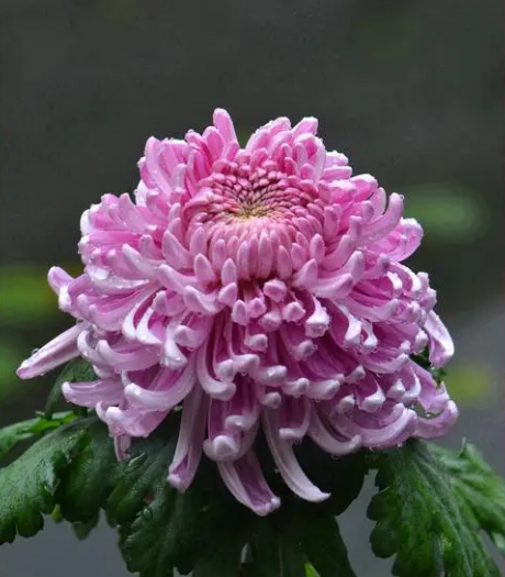 桃花是哪个季节开的_你还知道哪些花的花期