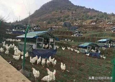 土鸡怎么养殖_土鸡养殖的技术要点及投资成本