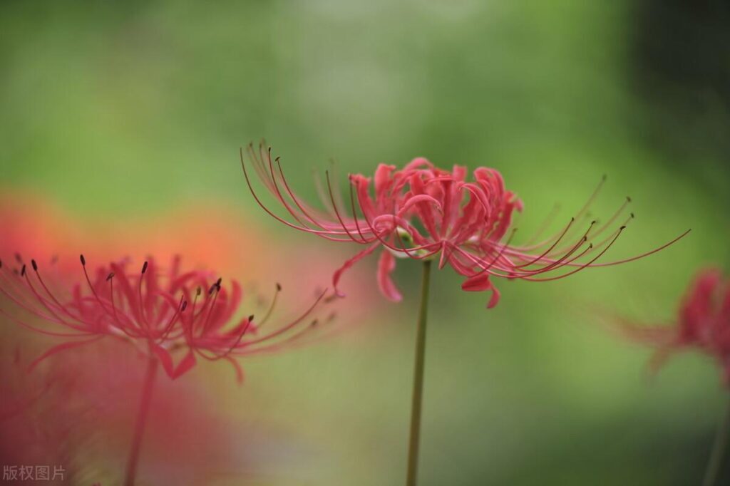 秋天有什么花_秋天的主打花你见过几种