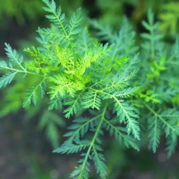 青蒿素是什么植物提取的_你知道吗
