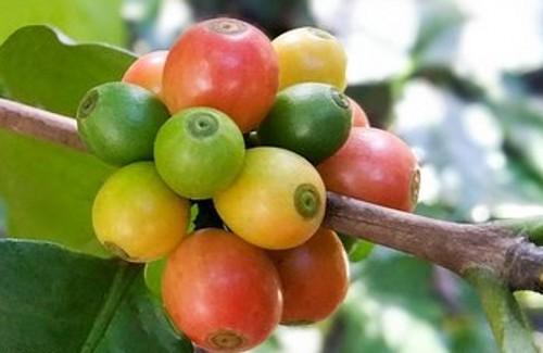咖啡豆怎么种_咖啡豆的种植技术