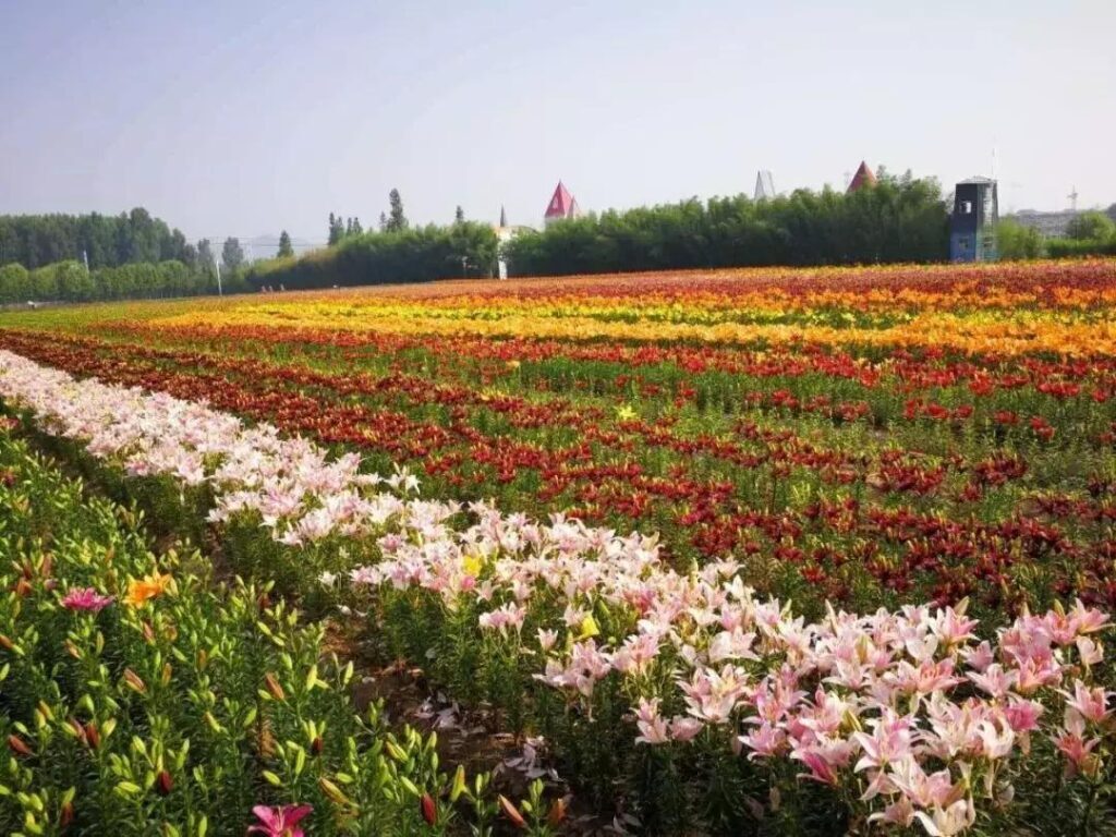 食用百合怎么种植_食用百合的种植方法和时间