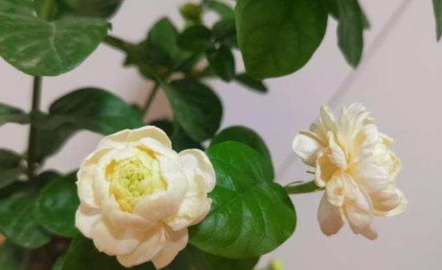 茉莉花适合在室内养吗_茉莉花几月开