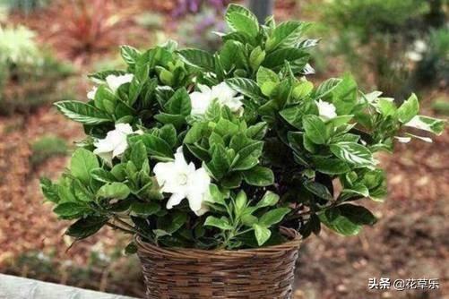 栀子花花期在几月_栀子开花季节和时间