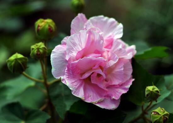 芙蓉花什么时候开花_芙蓉花一年开几次