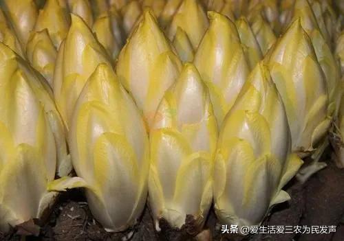农民如何致富种植项目_适合农村种植的创业项目