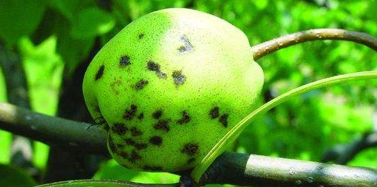 梨树如何防治病虫害_梨树主要的病虫防治
