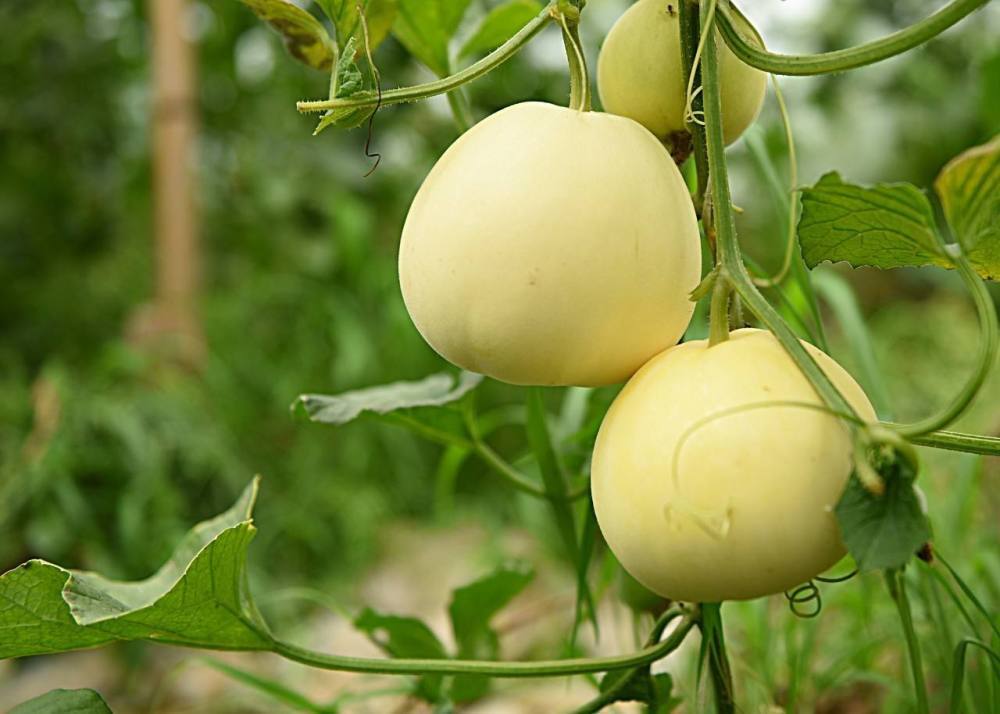 香瓜怎么种植_香瓜的种植技术与管理方法
