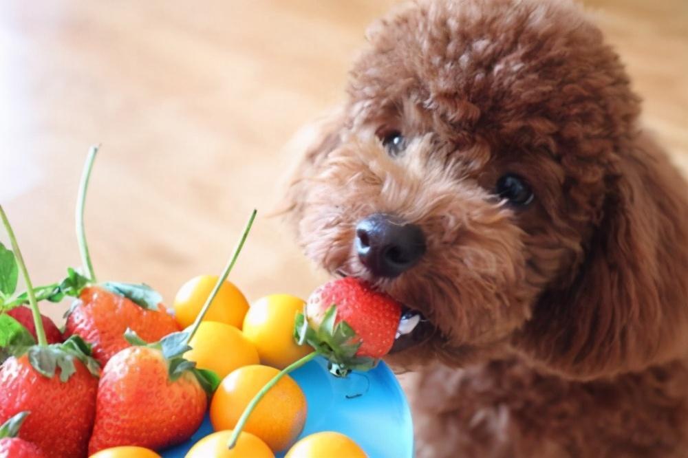泰迪犬不可以吃哪些水果_泰迪狗的禁忌水果