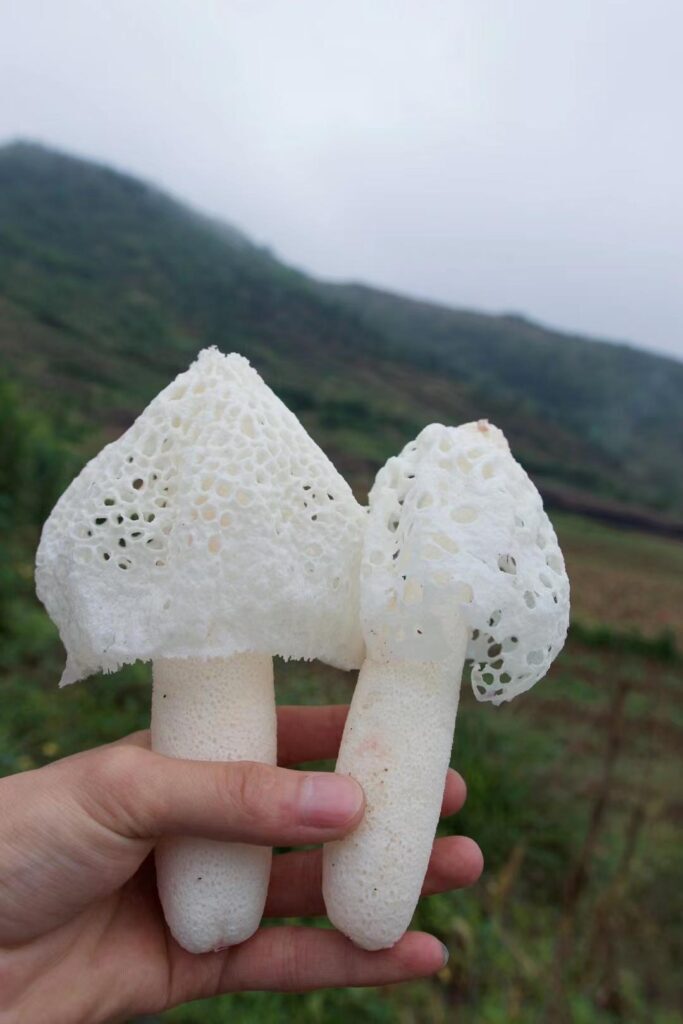 竹荪产地哪里最好，竹荪的功效与作用