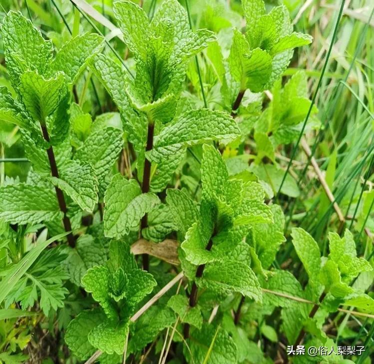 芫荽是什么_芫荽和香菜一样吗