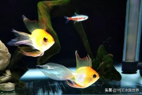 金波子好养吗_养金波子用草缸还是裸缸