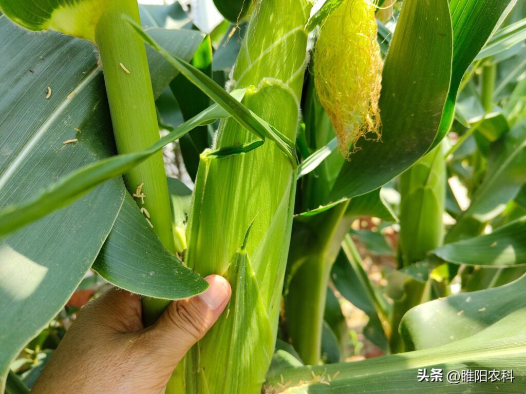 玉米的产地在哪里_中国玉米主产区在哪里