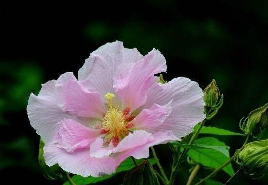 芙蓉花几月开，芙蓉花开放时间