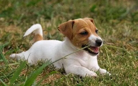 狗狗突然拼命吃草是为什么_狗狗突然拼命吃草的原因