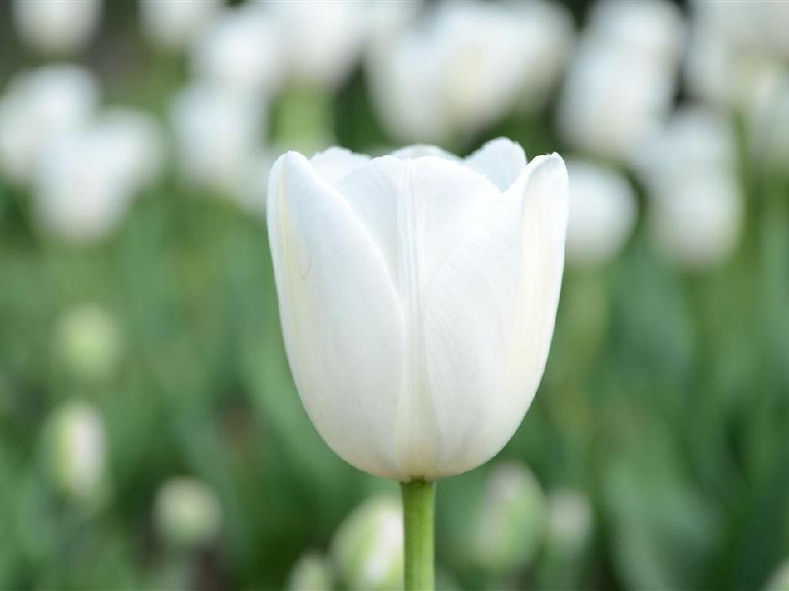 白色郁金香花语是什么_白色郁金香的花语和寓意