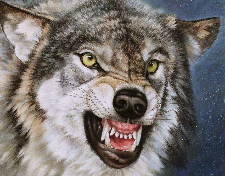 狼的天敌是什么_什么动物是狼的克星