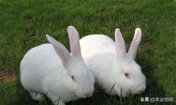 长毛兔怎么养殖_长毛兔子的养殖办法