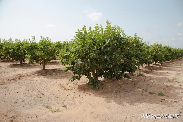 柿子树什么时候修剪合适_修剪柿子树的季节