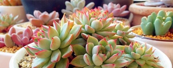 给多肉浇水的方法有哪些_多肉的正确浇水方式