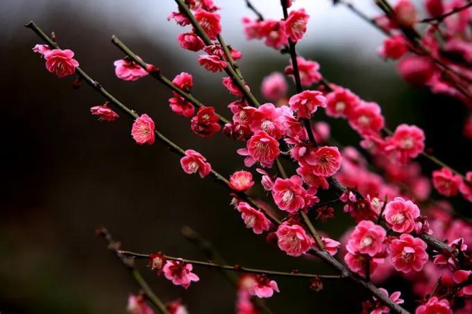 我国的国花是什么花 _代表祖国的花是什么